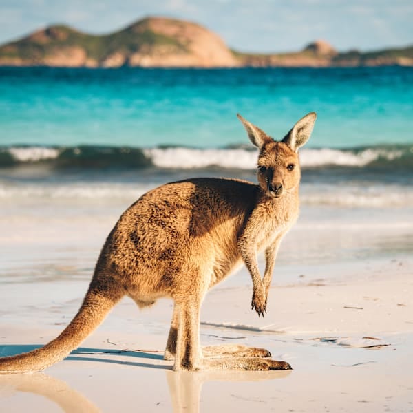 Australian van life: East Coast and sun-kissed wonders!