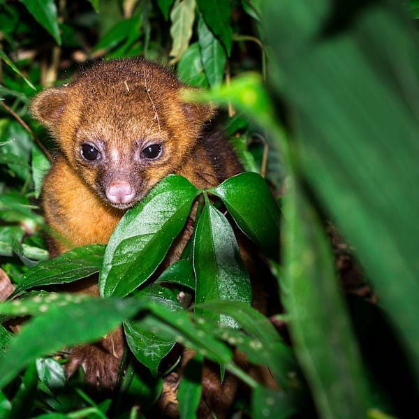 Guatemala, Belize and Mexico: Jungles to lagoons