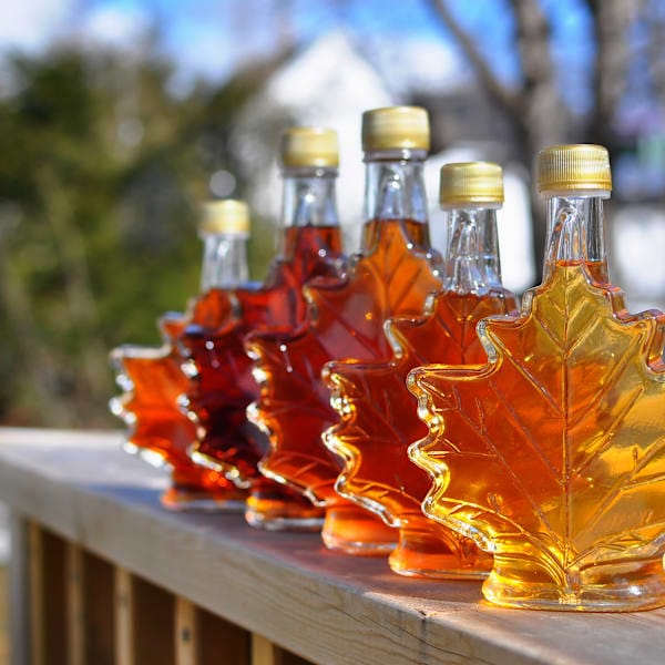 Explore Ontario: Road trip, wildlife and city sights