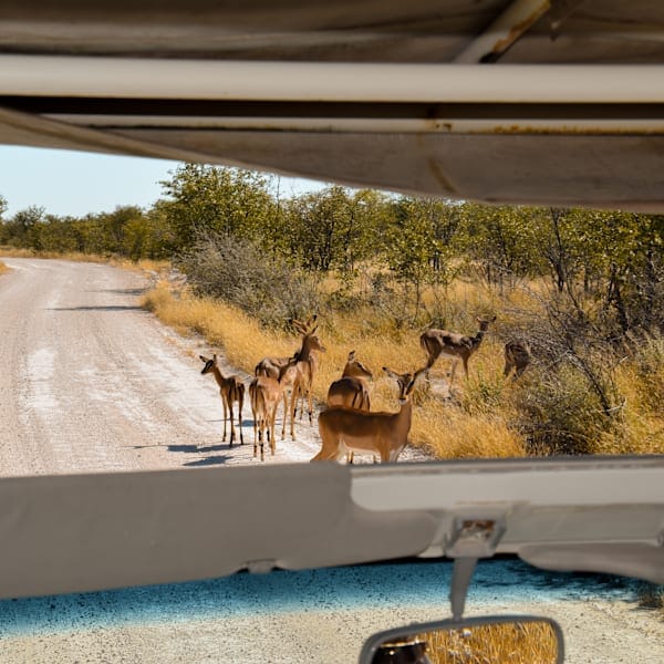 Namibia road trip: Etosha safari meets desert vibes